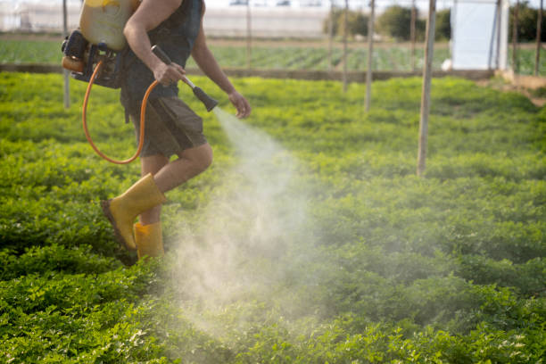 Best Local Pest Control Services  in Farm Loop, AK