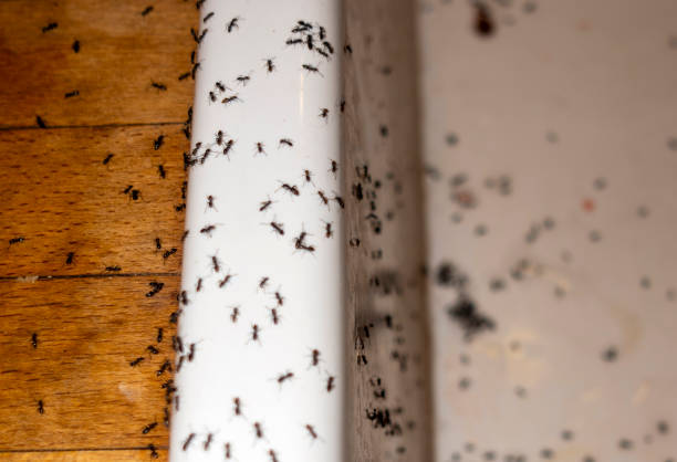 Best Pest Control Near Me  in Farm Loop, AK