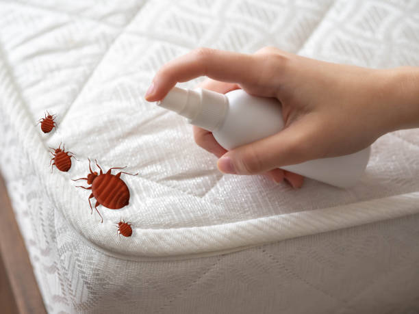 Best Wasp Removal Services  in Farm Loop, AK